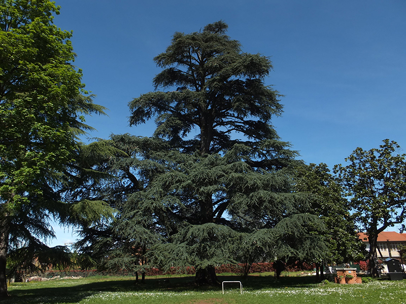 È stato aggiornato l Elenco ufficiale degli alberi monumentali d Italia