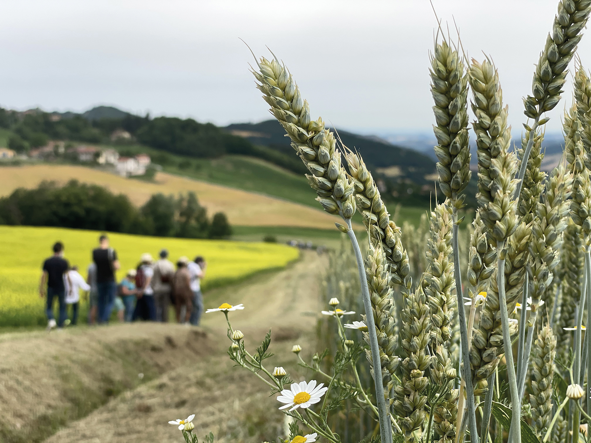 Prodotti – La Grande Ruota Farine di mais, grano, segale, farro