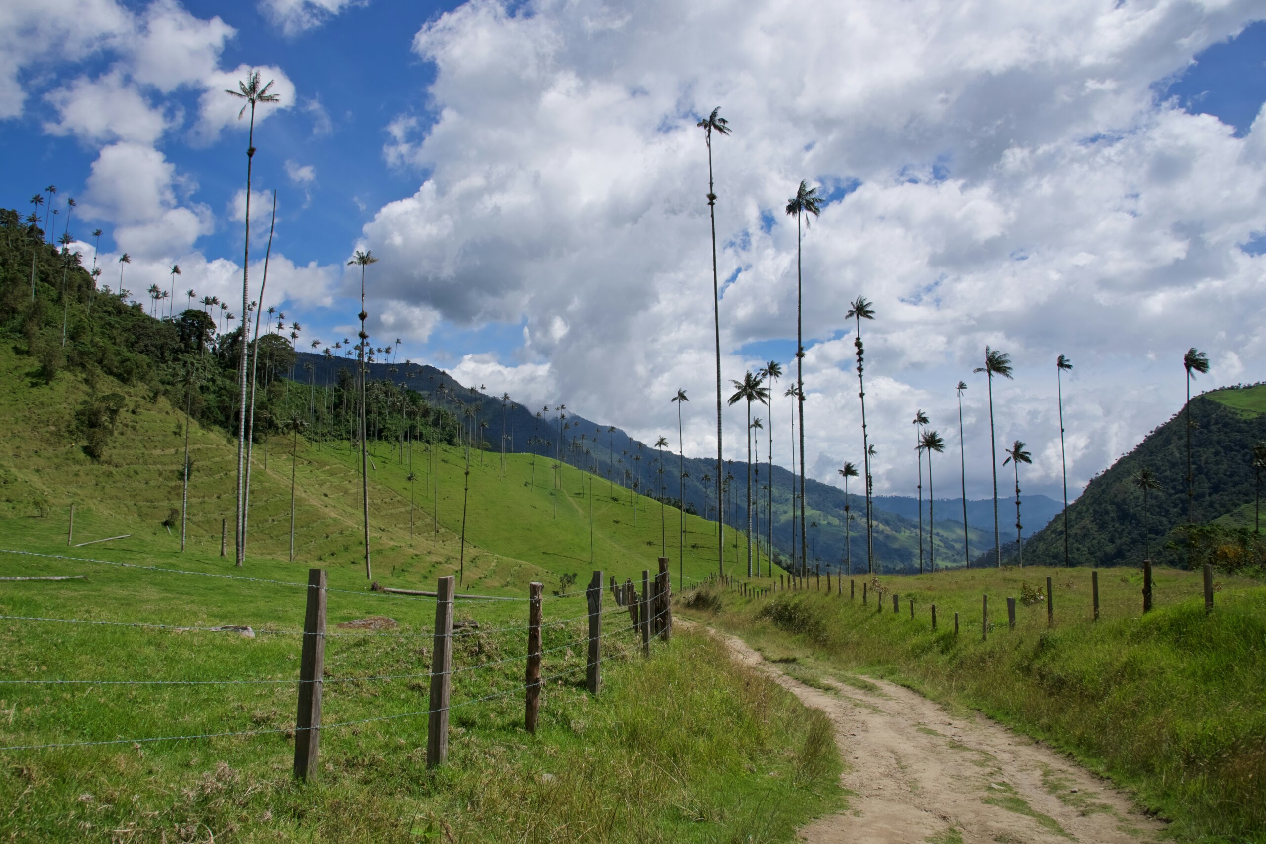 Tree-kking: viaggiare per piantare alberi. La storia e i progetti di Our Discovery Travel